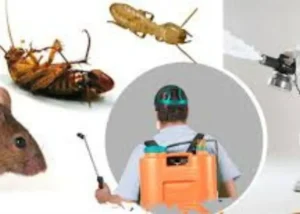 شركة مكافحة حشرات في الحناكية