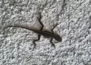 شركة رش وزع بالحناكية